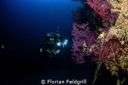 Deep Model in a wall with red gorgonia in Trogir croatia by Florian Feldgrill 